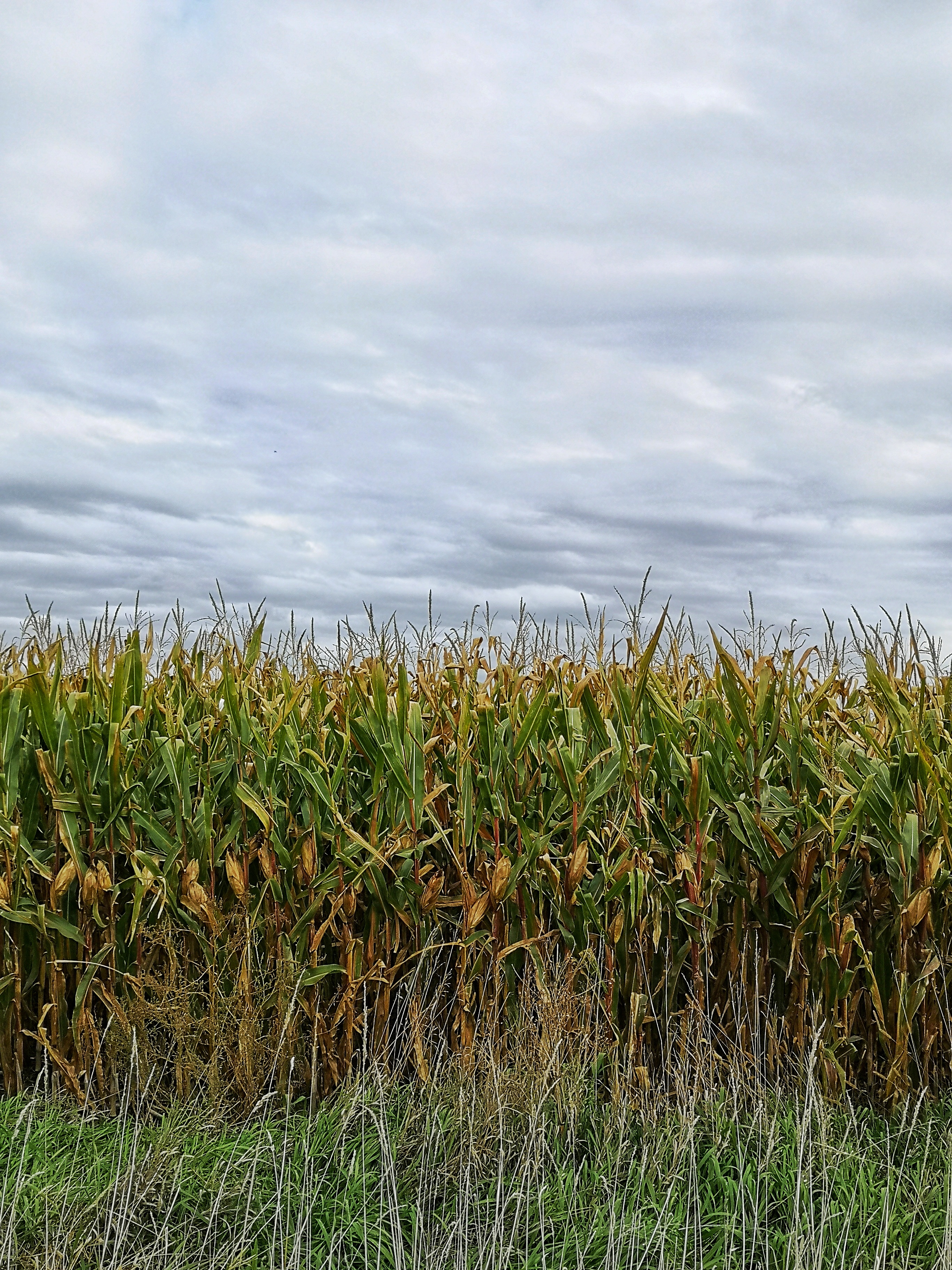 IMG_20201003_122548-01